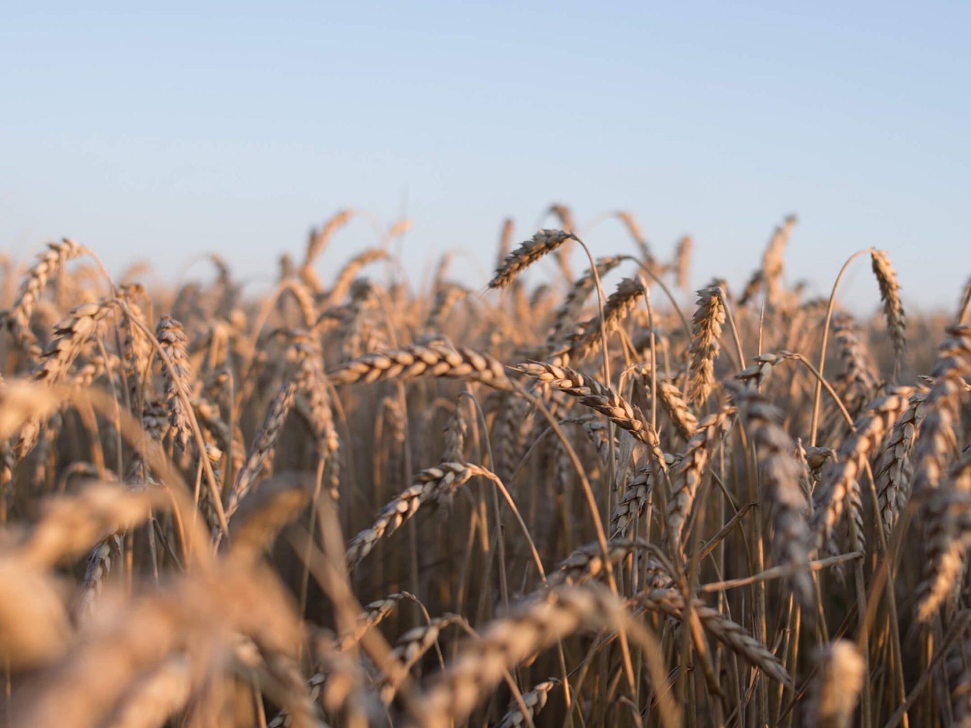 America’s most flavorful grain.